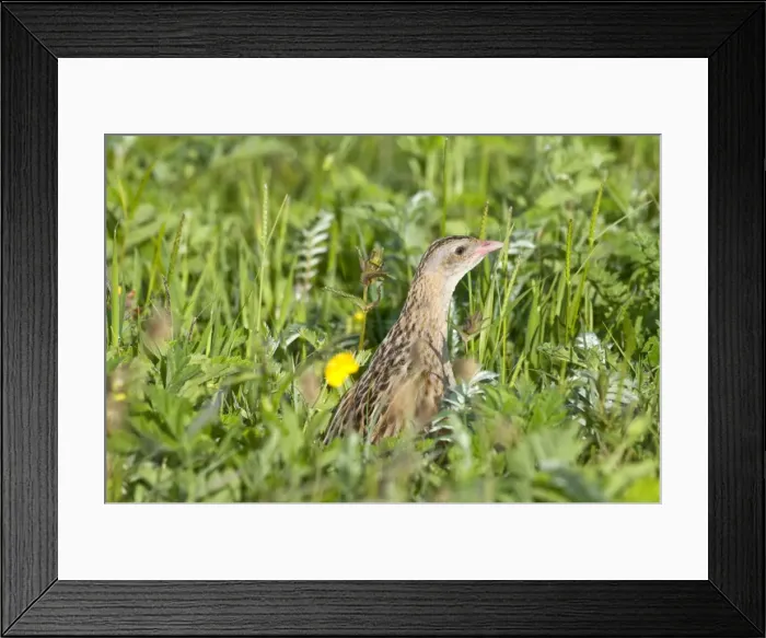 Framed Print : Corncrake - head showing amongst thick vegetation - the machair- North Uist - Outer Hebrides Framed Print : Corncrake - head showing amongst thick vegetation - the machair- North Uist - Outer Hebrides