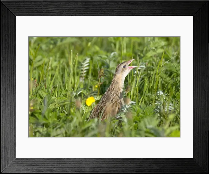 Framed Print : Corncrake - calling - in the machair - North Uist - Outer hebrides Framed Print : Corncrake - calling - in the machair - North Uist - Outer hebrides