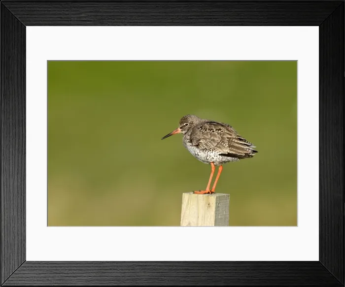 Framed Print : Redshank - standing on wooden fence post - North Uist - Outer Hebrides Framed Print : Redshank - standing on wooden fence post - North Uist - Outer Hebrides