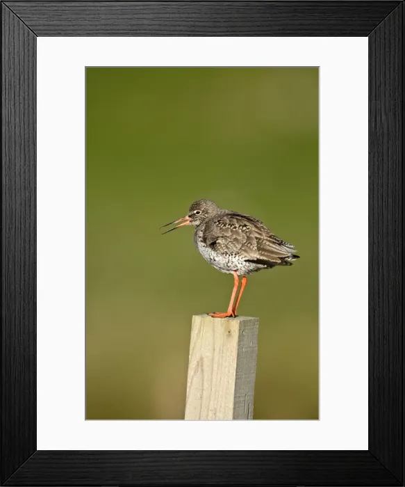 Framed Print : Redshank - calling - standing on wooden fence post - North Uist - Outer Hebrides Framed Print : Redshank - calling - standing on wooden fence post - North Uist - Outer Hebrides