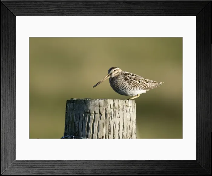 Framed Print : Snipe - on fence post - North Uist - Outer Hebrides Framed Print : Snipe - on fence post - North Uist - Outer Hebrides