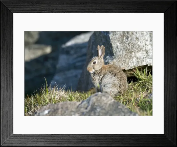 Framed Print : Rabbit - sitting among rocks - North Uist - Outer Hebrides Framed Print : Rabbit - sitting among rocks - North Uist - Outer Hebrides