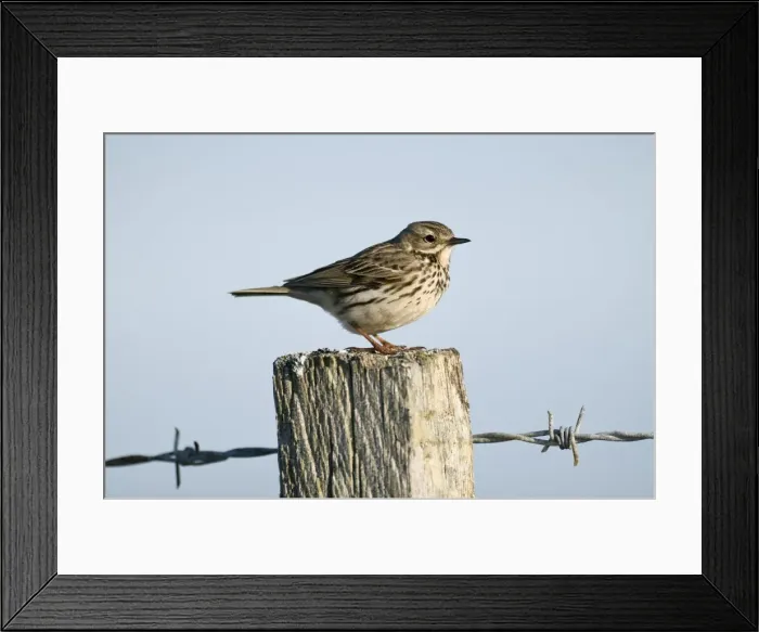Framed Print : Meadow Pipit - on fence post - North Uist - Outer Hebrides Framed Print : Meadow Pipit - on fence post - North Uist - Outer Hebrides
