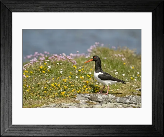 Framed Print : Oystercatcher - on rock - South Uist - Outer Hebrides Framed Print : Oystercatcher - on rock - South Uist - Outer Hebrides