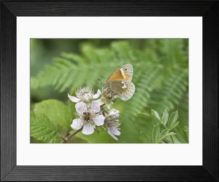Framed Print : Large Heath Butterfly - on bramble blossom - Crowle Moors - part of the Humberhead Levels NNR - this is the most southern site in eastern England - Lincolnshire - UK Framed Print : Large Heath Butterfly - on bramble blossom - Crowle Moors - part of the Humberhead Levels NNR - this is the most southern site in eastern England - Lincolnshire - UK