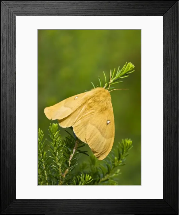 Framed Print : Oak Eggar - female on heather - Crowle Moors part of the Humberhead Levels NNR - Lincolnshire - UK Framed Print : Oak Eggar - female on heather - Crowle Moors part of the Humberhead Levels NNR - Lincolnshire - UK