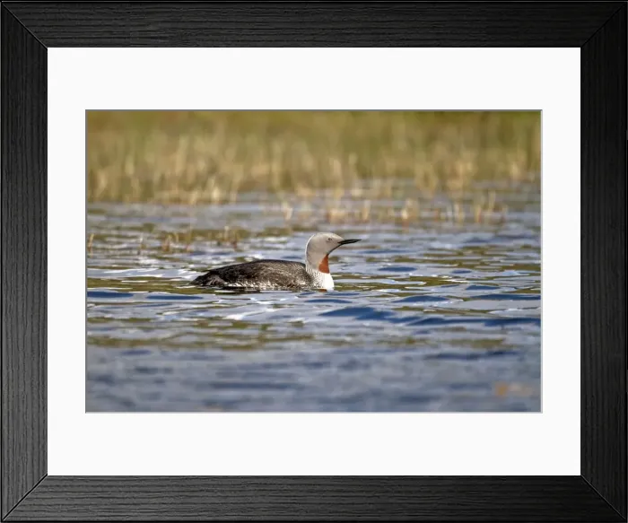 Framed Print : Red-throated Loon / Diver - on small loch - Isle of Harris - Outer Hebrides Framed Print : Red-throated Loon / Diver - on small loch - Isle of Harris - Outer Hebrides