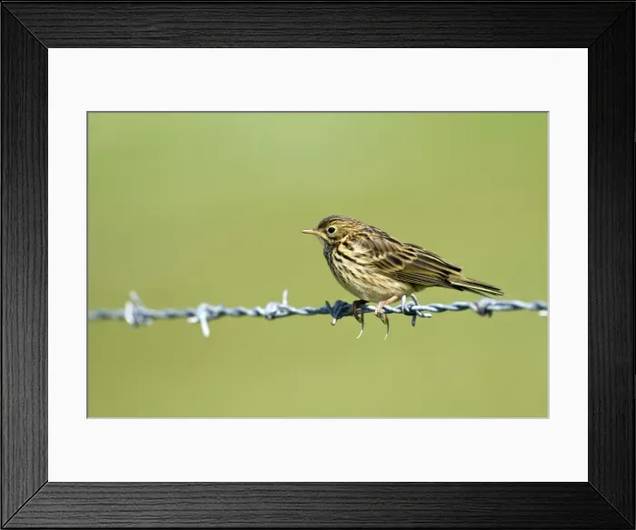 Framed Print : Meadow Pipit - on barbed wire - North UIst - Outer Hebrides