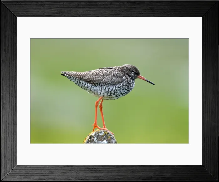 Framed Print : Redshank - standing on post - North Uist - Outer Hebrides Framed Print : Redshank - standing on post - North Uist - Outer Hebrides