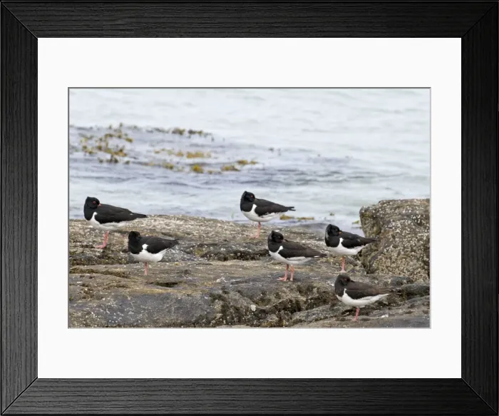 Framed Print : Oystercatchers - roosting on rocks with sea behind - North Uist - Outer Hebrides Framed Print : Oystercatchers - roosting on rocks with sea behind - North Uist - Outer Hebrides