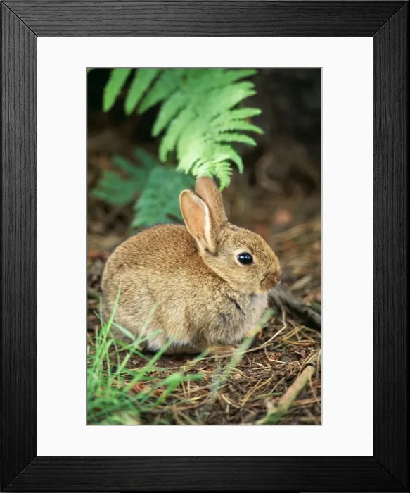 Framed Print : Common RABBIT