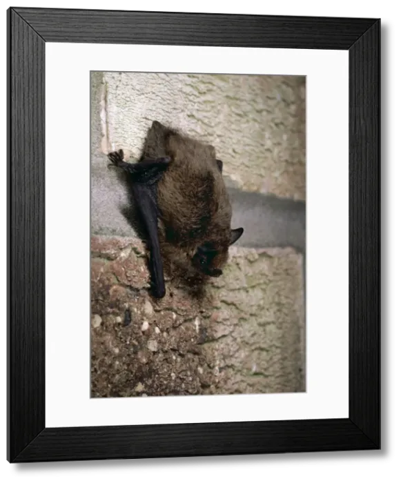 Framed Print : Pipistrelle Bat GET 209 Lincolnshire England Pipistrellus pipistrellus © Geoff Trinder / ARDEA LONDON Framed Print : Pipistrelle Bat GET 209 Lincolnshire England Pipistrellus pipistrellus © Geoff Trinder / ARDEA LONDON