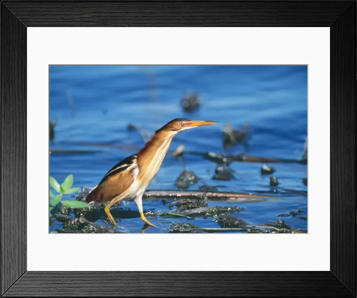 Framed Print : Least Bittern GET 331 Anahuac National wildlife refuge, Texas USA. Ixobrychus exilis © Geoff Trinder / ARDEA LONDON Framed Print : Least Bittern GET 331 Anahuac National wildlife refuge, Texas USA. Ixobrychus exilis © Geoff Trinder / ARDEA LONDON