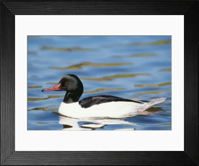 Framed Print : Goosander Duck GET 360 Male, Norfolk, UK. Mergus merganser © Geoff Trinder / ARDEA LONDON Framed Print : Goosander Duck GET 360 Male, Norfolk, UK. Mergus merganser © Geoff Trinder / ARDEA LONDON