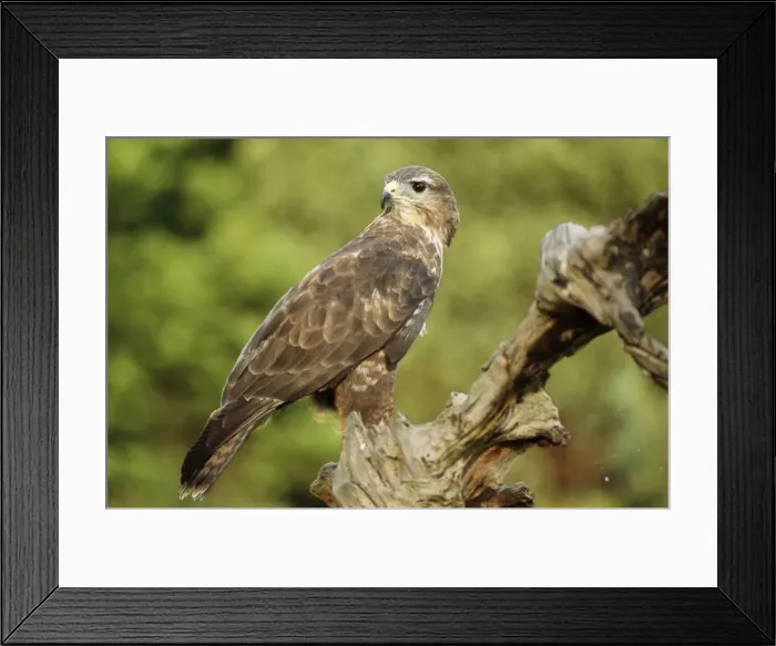 Framed Print : Buzzard GET 368 Falconers Bird, Lincolnshire England Buteo buteo © Geoff Trnder / ARDEA LONDON Framed Print : Buzzard GET 368 Falconers Bird, Lincolnshire England Buteo buteo © Geoff Trnder / ARDEA LONDON