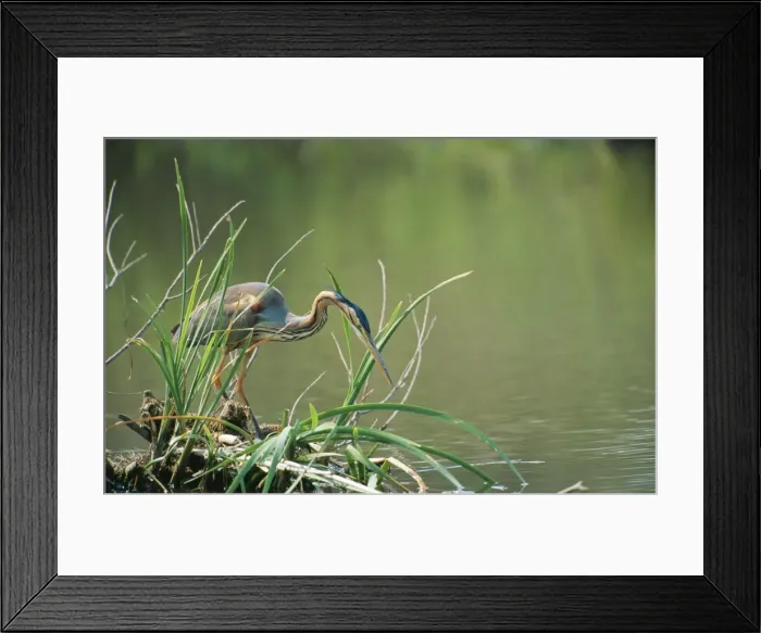 Framed Print : Purple Heron GET 389 Lesvos Island, Greece. Ardea purpurea © Geoff Trinder / ARDEA LONDON Framed Print : Purple Heron GET 389 Lesvos Island, Greece. Ardea purpurea © Geoff Trinder / ARDEA LONDON
