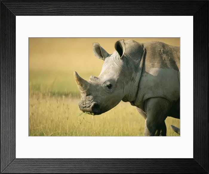 Framed Print : White Rhinoceros GET 503 lake Nakuru Kenya Ceratotherium simum © Geoff Trinder / ARDEA LONDON Framed Print : White Rhinoceros GET 503 lake Nakuru Kenya Ceratotherium simum © Geoff Trinder / ARDEA LONDON