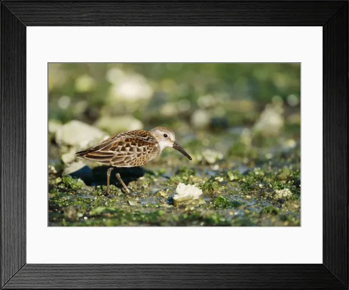 Framed Print : Western Sandpiper GET 579 British Columbia Canada Calidris mauri © Geoff Trinder / ARDEA LONDON Framed Print : Western Sandpiper GET 579 British Columbia Canada Calidris mauri © Geoff Trinder / ARDEA LONDON