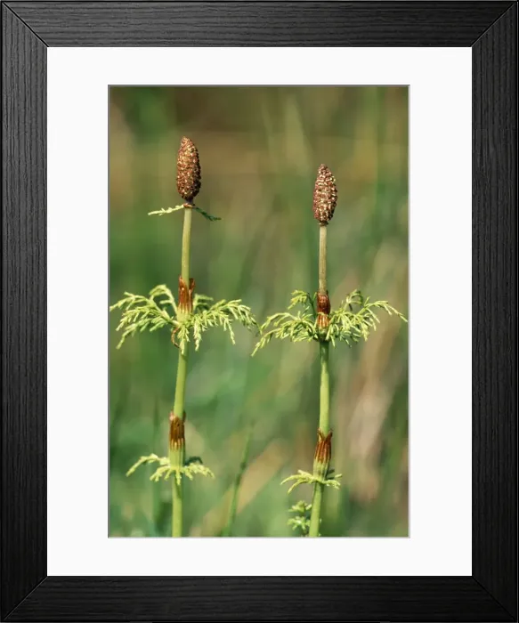 Framed Print : Wood Horsetail Derbyshire, UK Framed Print : Wood Horsetail Derbyshire, UK
