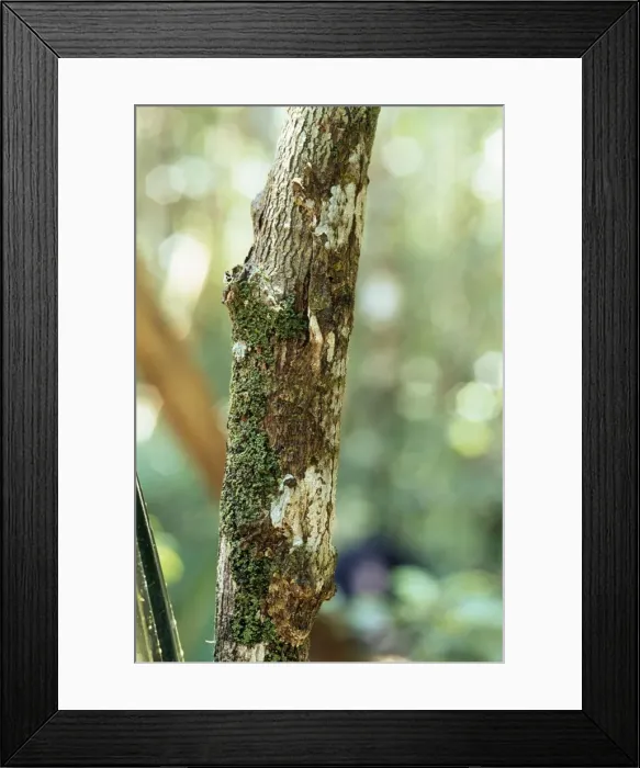 Framed Print : Leaf-tailed Gecko - camouflage. Endemic. Andasibe, Madagascar Framed Print : Leaf-tailed Gecko - camouflage. Endemic. Andasibe, Madagascar