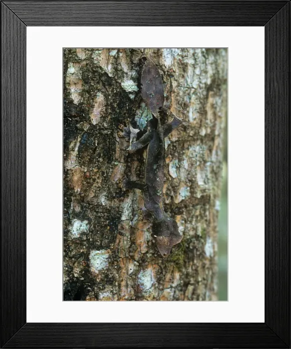 Framed Print : Leaf-tailed Gecko - endemic - Andasibe, Madagascar Framed Print : Leaf-tailed Gecko - endemic - Andasibe, Madagascar