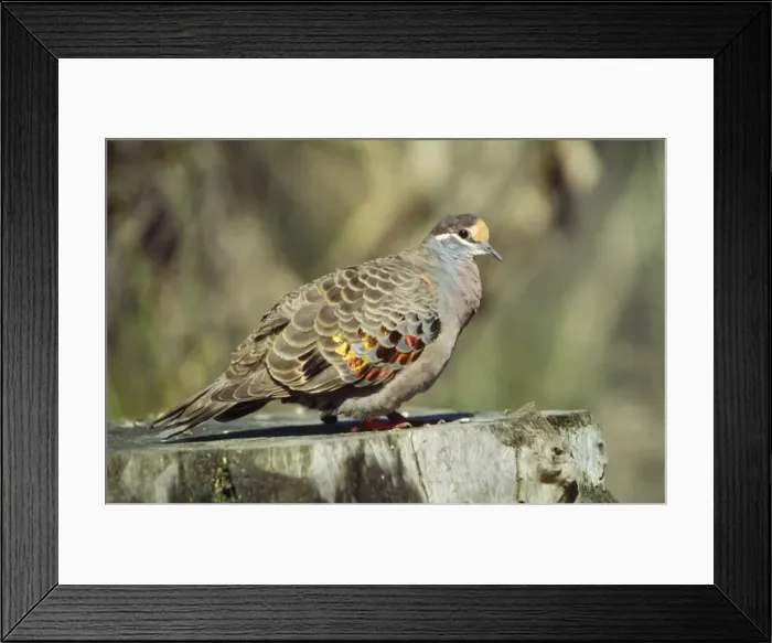 Framed Print : Common Bronzewing Western Australia