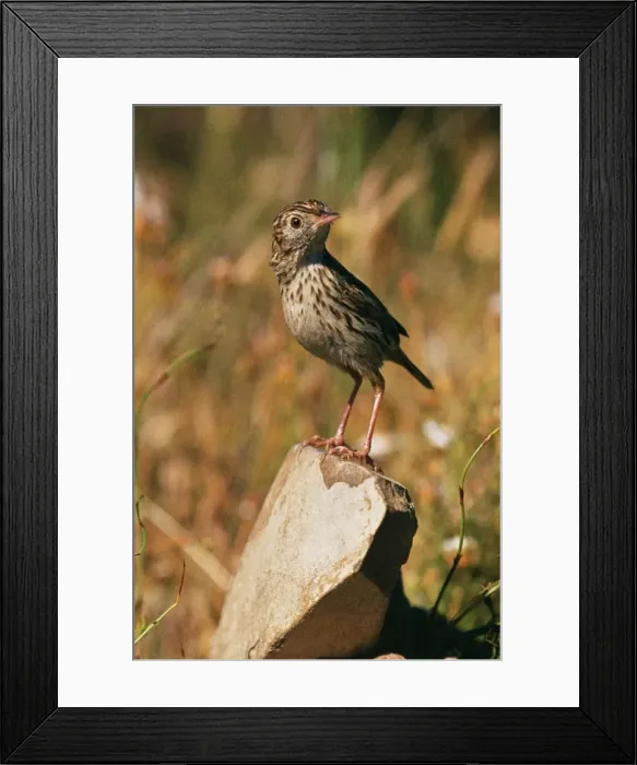 Framed Print : Cloud Cisticola Bird GJB 255 Zambia, Africa. Cisticola lextrix © G. J. Broekhuysen  /  ARDEA LONDON