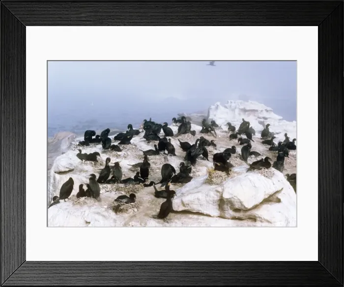 Framed Print : Cape Cormorant - breeding colony Framed Print : Cape Cormorant - breeding colony