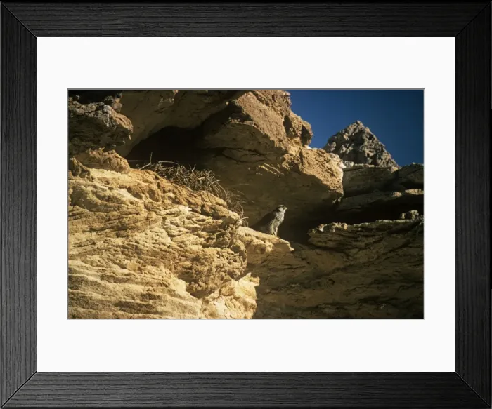 Framed Print : Lanner Falcon - at nest site on rock face Framed Print : Lanner Falcon - at nest site on rock face