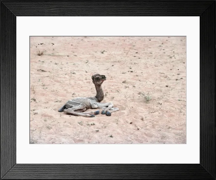 Framed Print : Dromedary Camel - Newborn GKB 602 Saudi Arabia © G. K. Brown / ARDEA LONDON Framed Print : Dromedary Camel - Newborn GKB 602 Saudi Arabia © G. K. Brown / ARDEA LONDON
