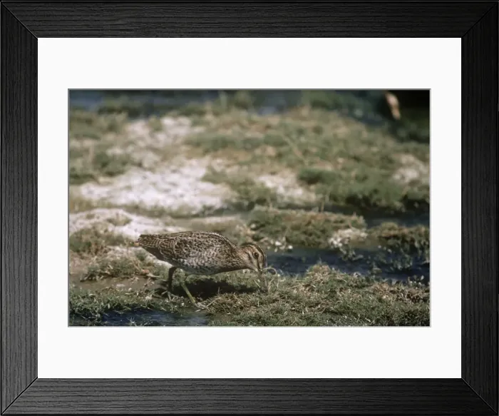 Framed Print : Great Snipe - feeding Framed Print : Great Snipe - feeding