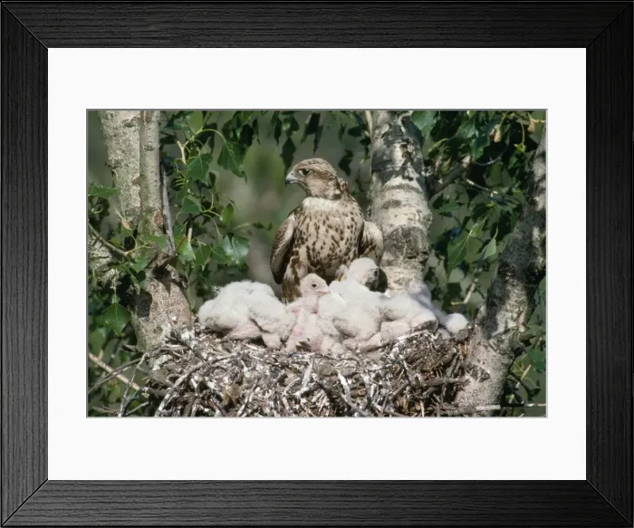 Framed Print : Saker Falcon - at nest with chicks Framed Print : Saker Falcon - at nest with chicks