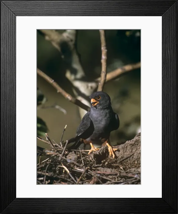 Framed Print : Red-footed Falcon - male Framed Print : Red-footed Falcon - male