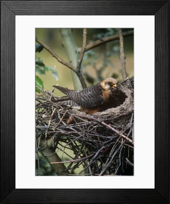 Framed Print : Red-footed Falcon - female at nest Framed Print : Red-footed Falcon - female at nest
