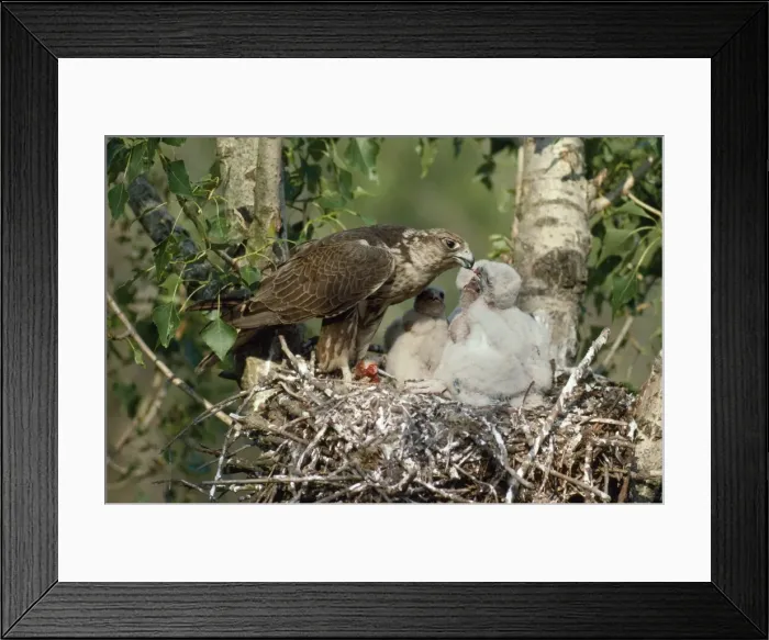 Framed Print : Saker Falcon - at nest feeding chicks Framed Print : Saker Falcon - at nest feeding chicks
