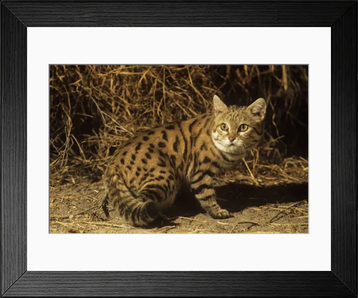 Framed Print : Black-footed Cat / Small Spotted Cat Botswana Africa Framed Print : Black-footed Cat / Small Spotted Cat Botswana Africa