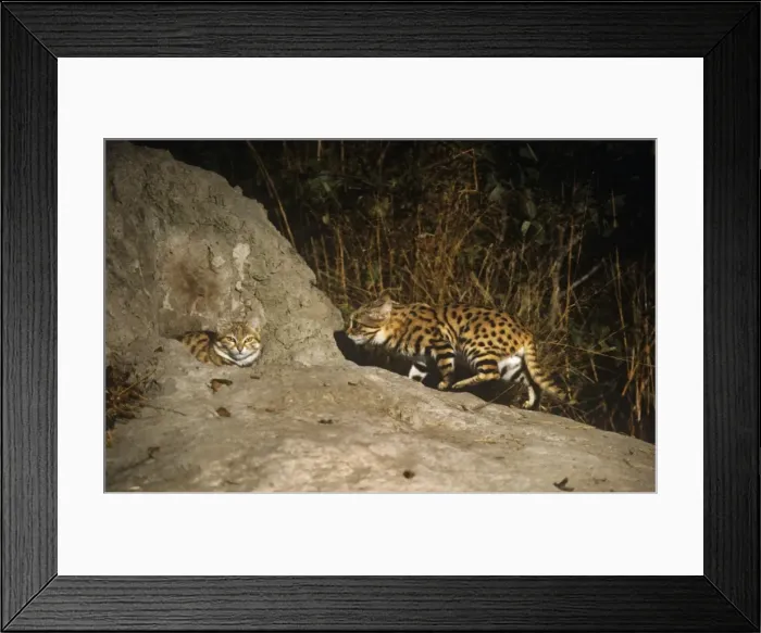 Framed Print : Black-footed Cat / Small Spotted Cat - at den Botswana Africa Framed Print : Black-footed Cat / Small Spotted Cat - at den Botswana Africa