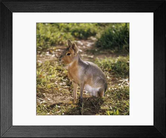 Framed Print : Patagonian Mara - sitting Framed Print : Patagonian Mara - sitting