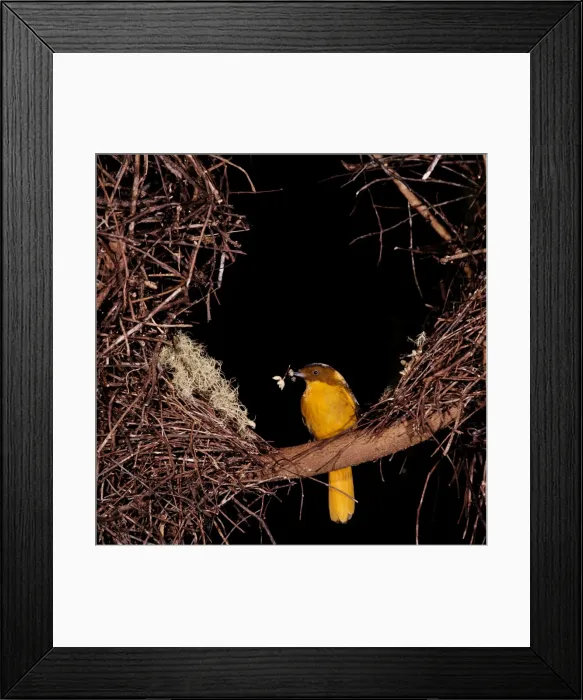 Framed Print : Golden Bowerbird HB 1580 Decorating his bower Prionodura newtoniana © Hans & Judy Beste / ARDEA LONDON Framed Print : Golden Bowerbird HB 1580 Decorating his bower Prionodura newtoniana © Hans & Judy Beste / ARDEA LONDON