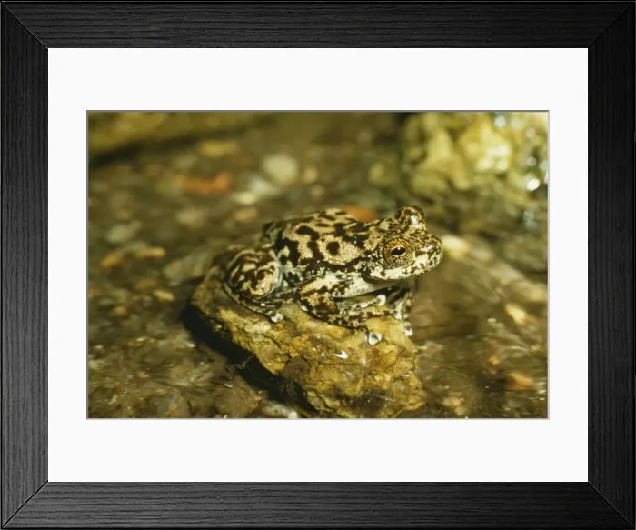 Framed Print : Waterfall / Torrent Frog HB 1656 Australia Lithoria nannotus © Hans & Judy Beste / ARDEA LONDON Framed Print : Waterfall / Torrent Frog HB 1656 Australia Lithoria nannotus © Hans & Judy Beste / ARDEA LONDON