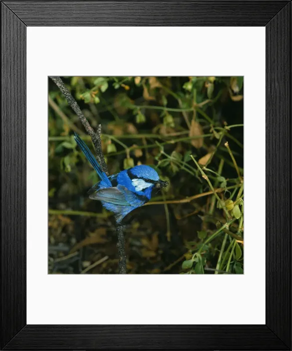 Framed Print : Black-Backed Wren HB 1885 Male, with insect in beak. Malurus splendens melanotus © Hans & Judy Beste / ARDEA LONDON Framed Print : Black-Backed Wren HB 1885 Male, with insect in beak. Malurus splendens melanotus © Hans & Judy Beste / ARDEA LONDON