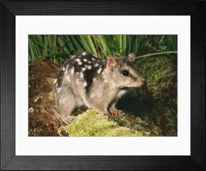 Framed Print : Northern Quoll HB 2663 Mareebe, North Quensland Australia Dasyurus hallucatus © Hans & judy Beste / ARDEA LONDON Framed Print : Northern Quoll HB 2663 Mareebe, North Quensland Australia Dasyurus hallucatus © Hans & judy Beste / ARDEA LONDON
