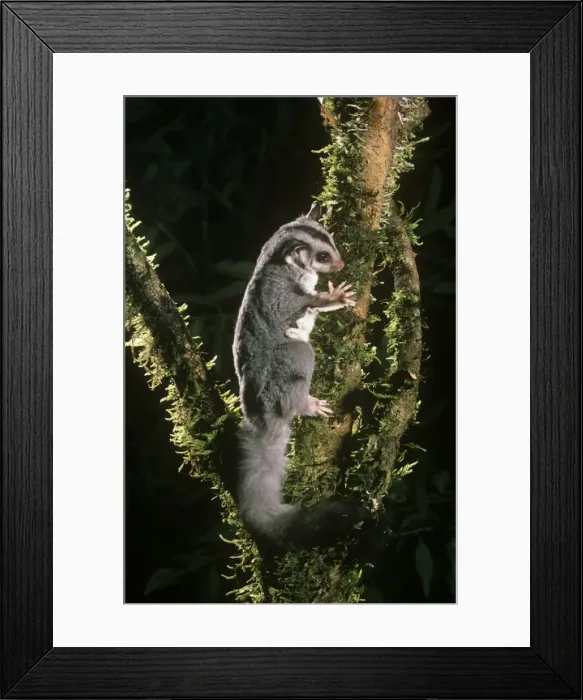 Framed Print : Squirrel Glider Eastern Australia Framed Print : Squirrel Glider Eastern Australia
