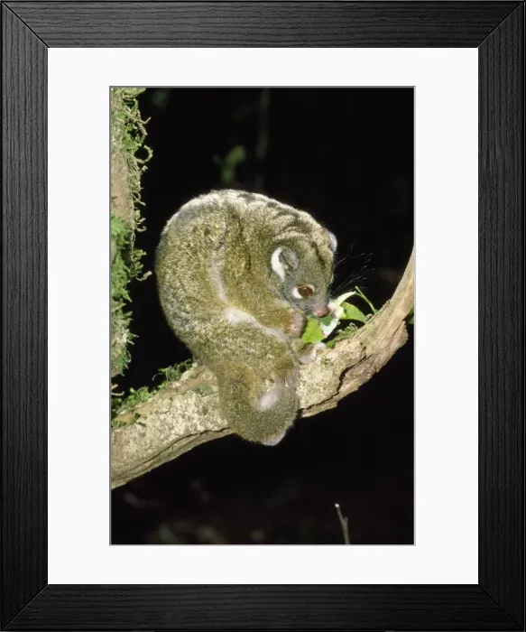 Framed Print : Green Ringtail Possum - eating leaf Framed Print : Green Ringtail Possum - eating leaf