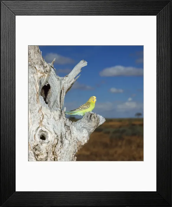 Framed Print : Budgerigar - female