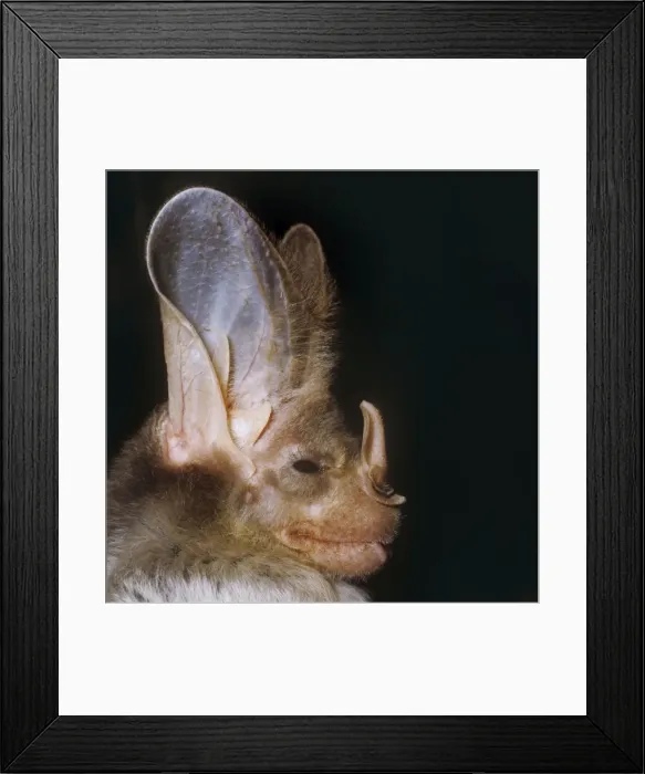 Framed Print : Ghost / False Vampire Bat Framed Print : Ghost / False Vampire Bat