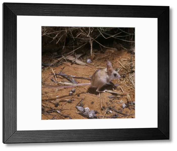 Framed Print : Dusky Hopping Mouse Framed Print : Dusky Hopping Mouse