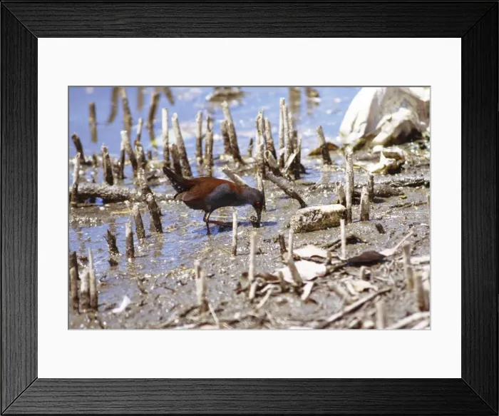 Framed Print : Spotless Crake HB 3494 Feeding among mangrove roots on mudflat - Found from Philippines to Australia and Pacific Islands (Oceania), New Zealand etc. Porzana tabuensis Hans & Judy Beste / ARDEA LONDON Framed Print : Spotless Crake HB 3494 Feeding among mangrove roots on mudflat - Found from Philippines to Australia and Pacific Islands (Oceania), New Zealand etc. Porzana tabuensis Hans & Judy Beste / ARDEA LONDON