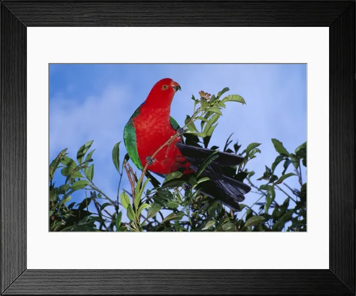 Framed Print : King Parrot HB 3782 Australian Order Psittaciformes; Alisterus scapularis © Hans & Judy Beste / ARDEA LONDON Framed Print : King Parrot HB 3782 Australian Order Psittaciformes; Alisterus scapularis © Hans & Judy Beste / ARDEA LONDON