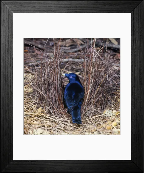 Framed Print : Satin Bowerbird - in bower Framed Print : Satin Bowerbird - in bower